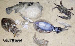 Some of the daily catch from the beach-netting activity Some of the daily catch from the beach-netting activity
