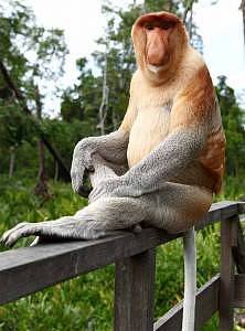 They have huge noses, big bellies and live in groups. They are not your ordinary tree swinging monkeys and they don’t eat ripe bananas. They have webbed feet and are able to swim. We are talking about the proboscis monkey – a rare and endangered animal found primarily in Borneo and predominantly in Sabah.