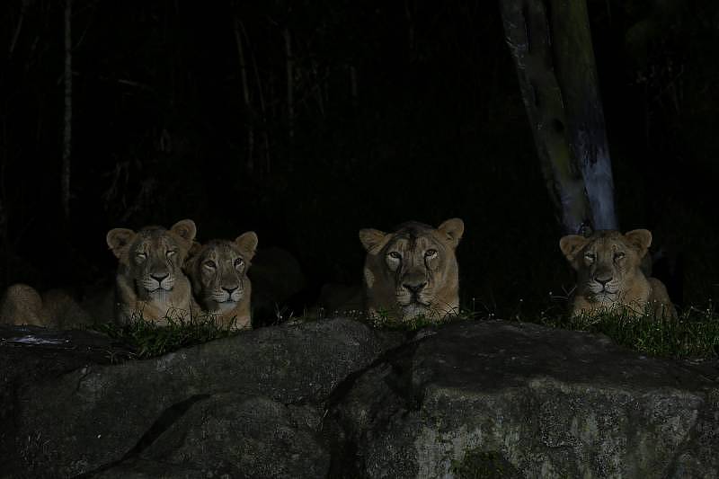 Night Safari - Asiatic lions