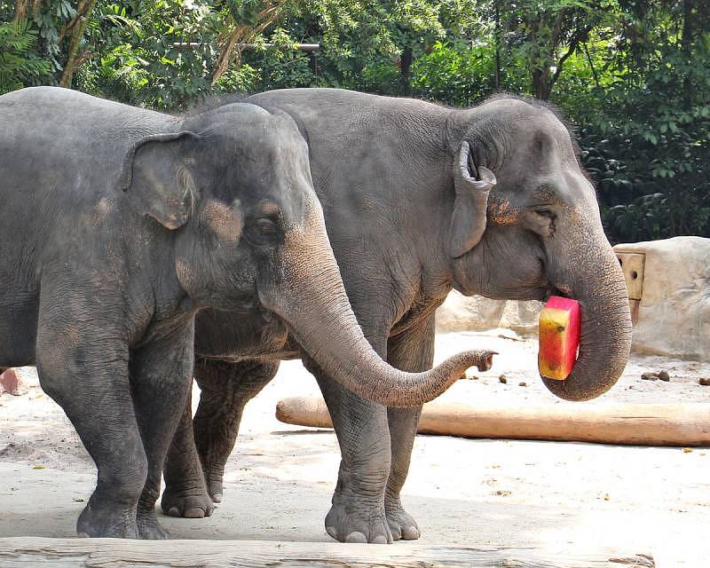Singapore Zoo - Asian elephants