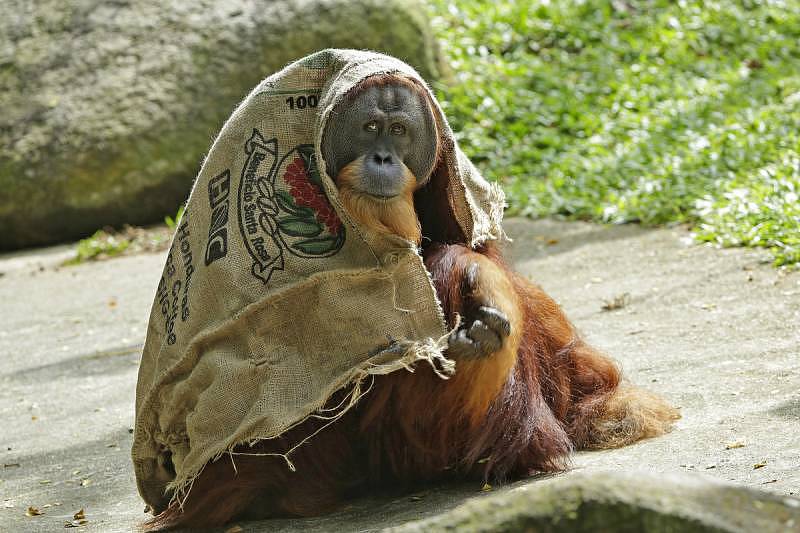 Singapore Zoo - Orang utan