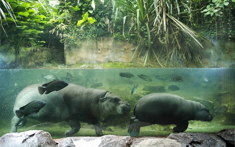 Singapore Zoo - Pygmy hippo