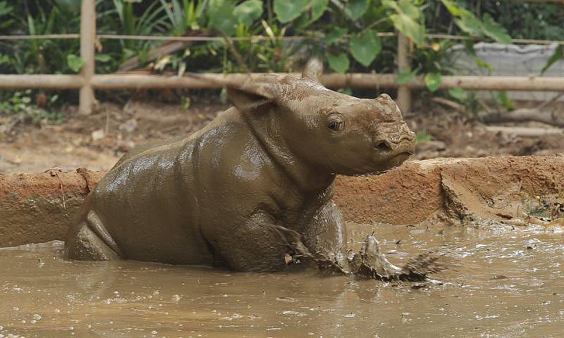 Singapore Zoo - White rhino