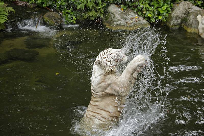 Singapore Zoo - White tiger