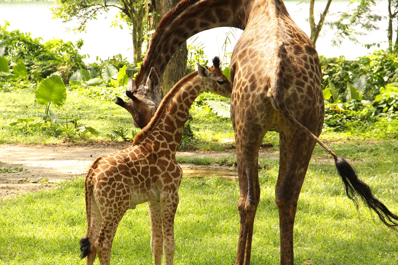 PHOTO CREDIT: WILDLIFE RESERVES SINGAPORE