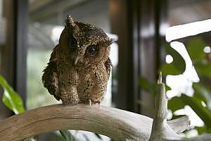 One Eye, a rescued collared scops owl undergoing rehabilitation at Gaya Island Resort Wildlife Centre