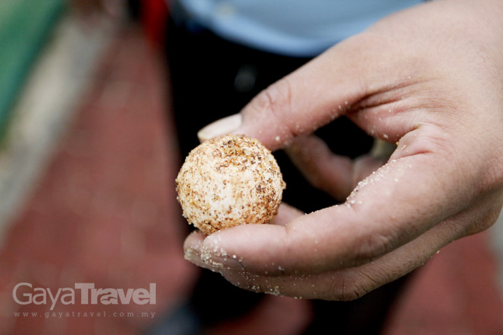 Turtle's Egg