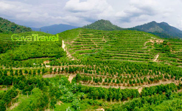 The Scenery at Gaharu Tea Valley, Gopeng