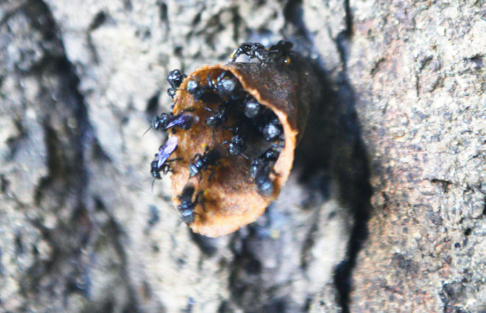 Kelulut Bees