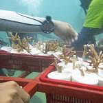 The adopted corals