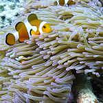 Clownfishes can easily be found near corals