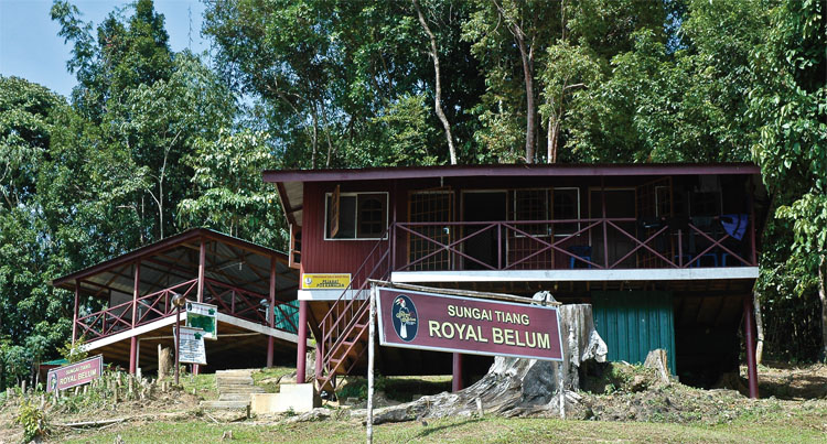 royal belum