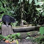 Zoo Taiping & Night Safari