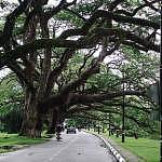 Taiping Lake Garden