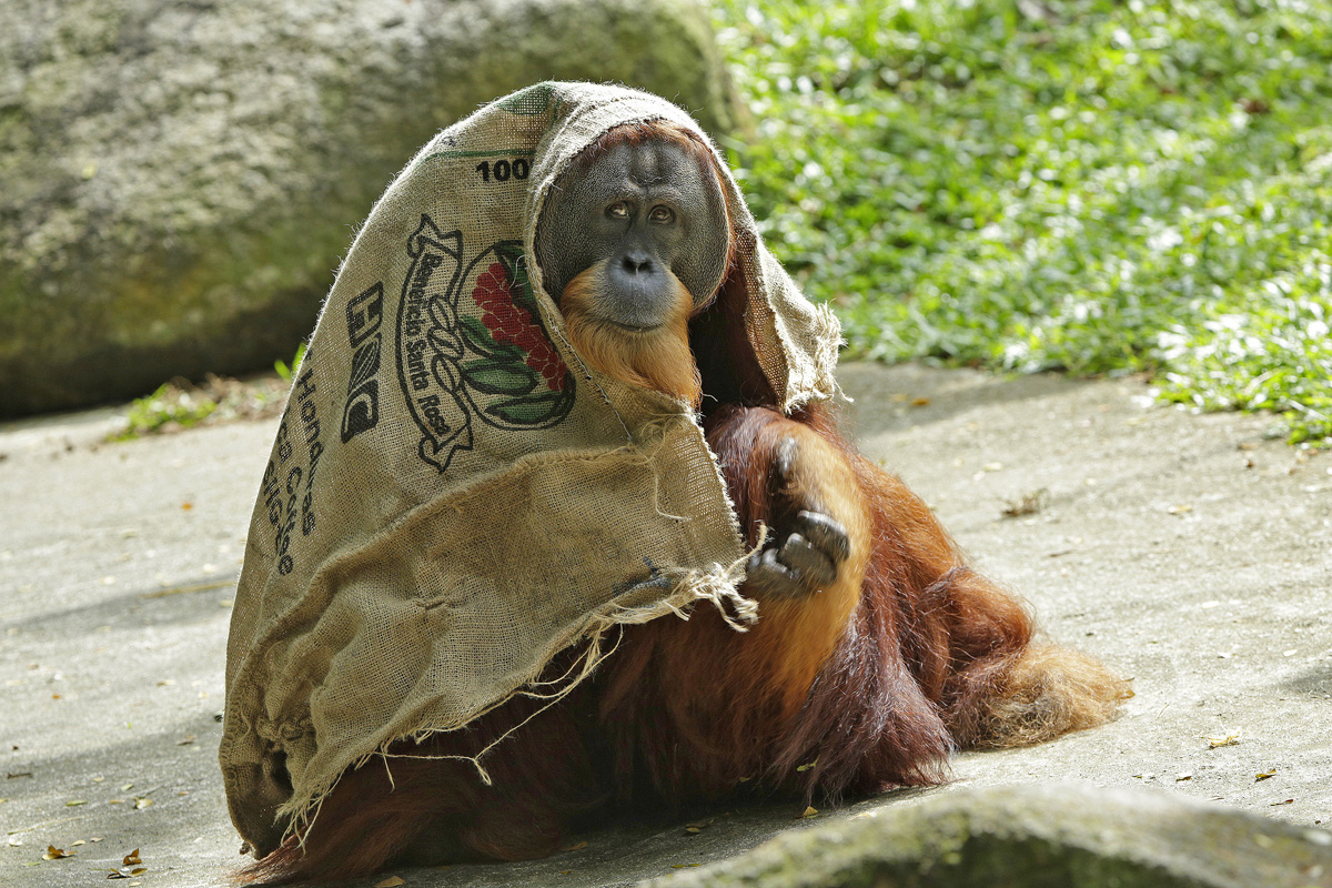 Singapore Zoo - Orang utan