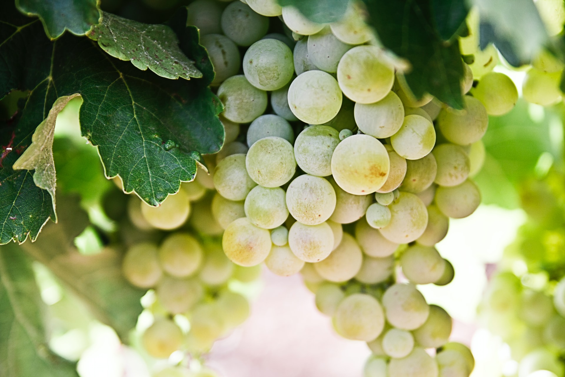Grape vineyard Photo by Nacho Domínguez Argenta on Unsplash.
