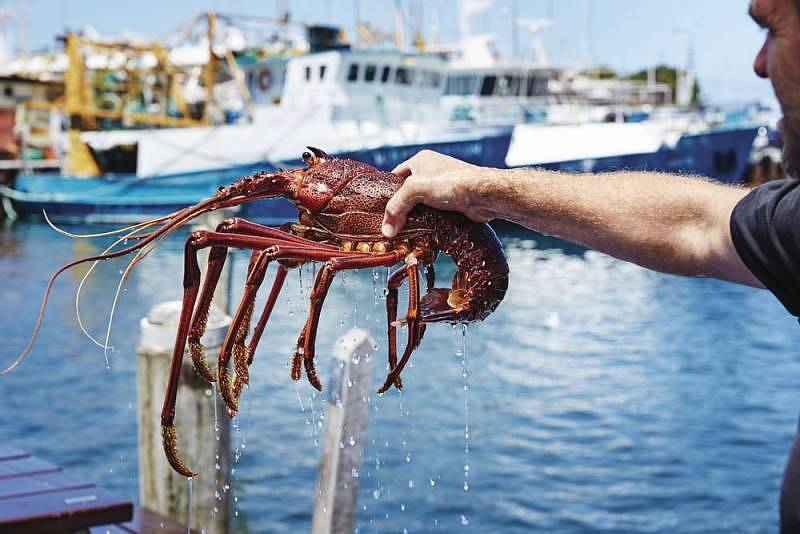 Western Australian Fresh Crayfish