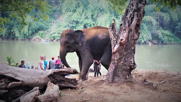 Elephant Camp Sai Yok