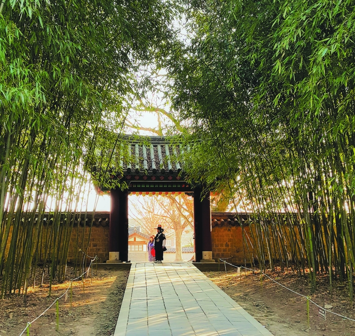 The bamboo grove featured in K-drama 'Love in the Moonlight'.