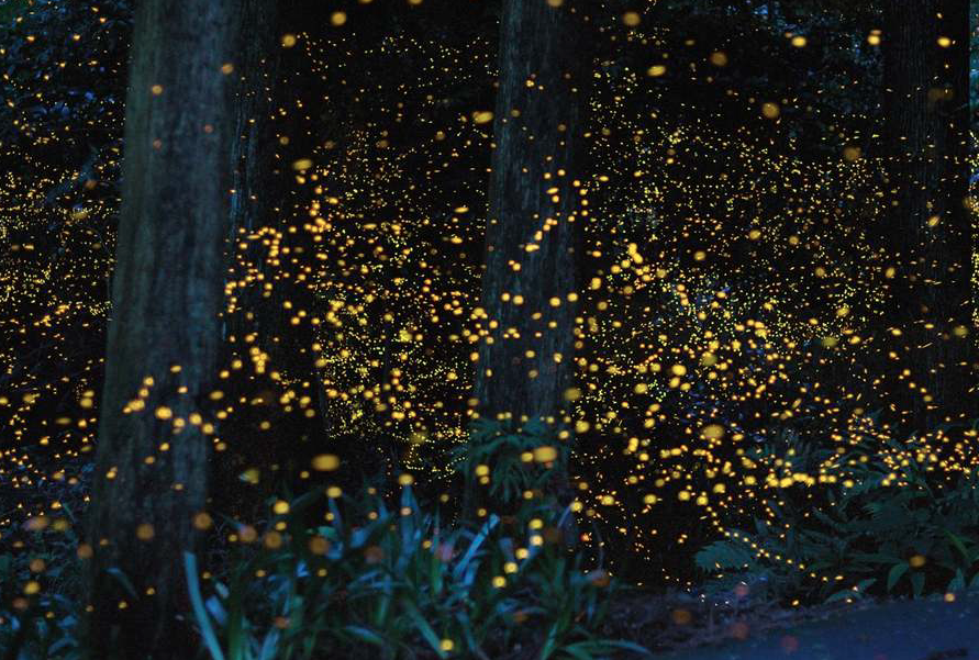 Kota Tinggi Firefly Park