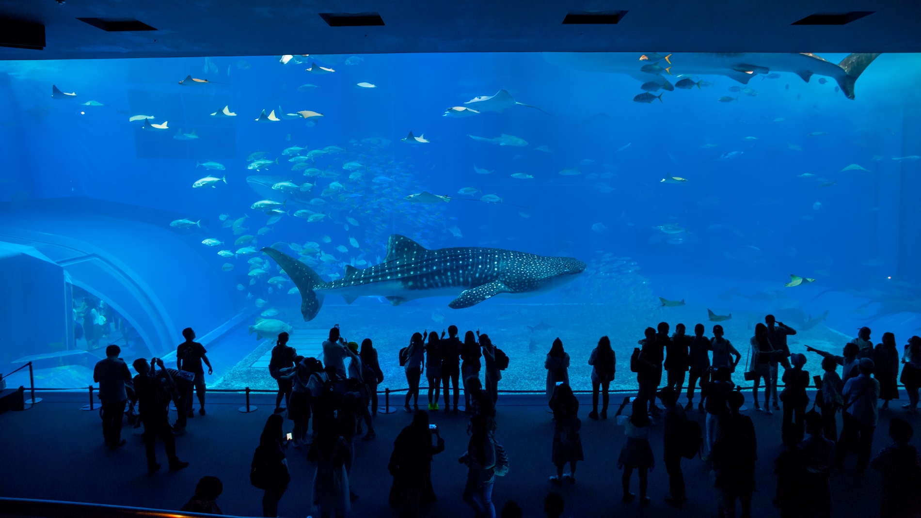 Churaumi Aquarium
