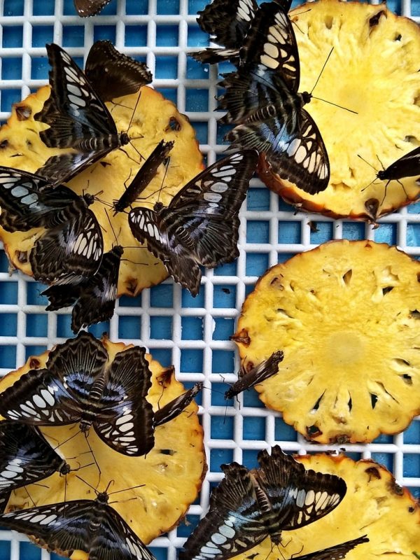 Malacca Butterfly & Reptile Sanctuary