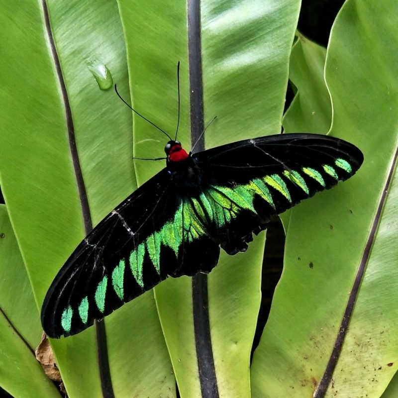 Rajah Brooke's Birdwing.
