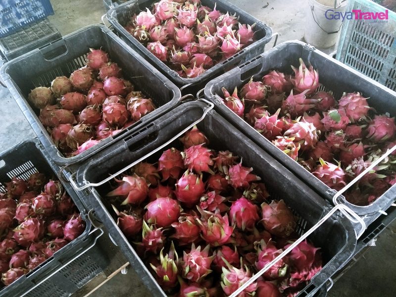 Some of the freshly plucked dragon fruits ready to be sold.