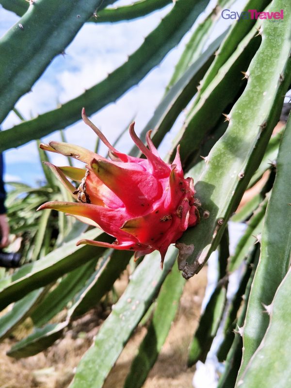 A ripe dragon fruit waiting to be plucked.