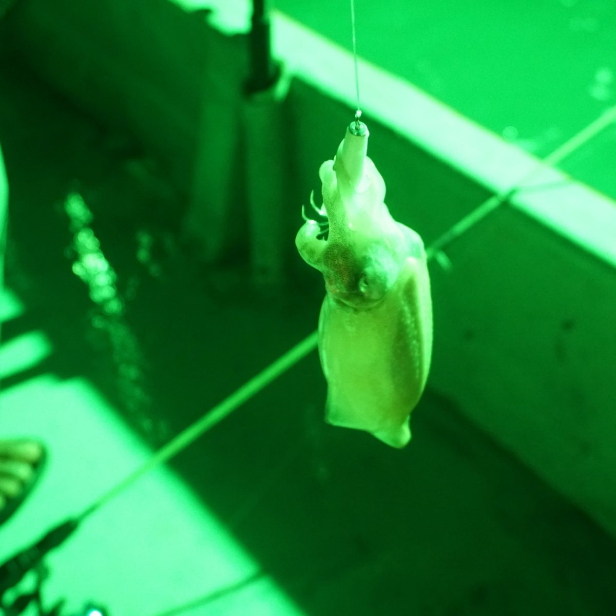 Squid-jigging at Kuala Sungai Baru