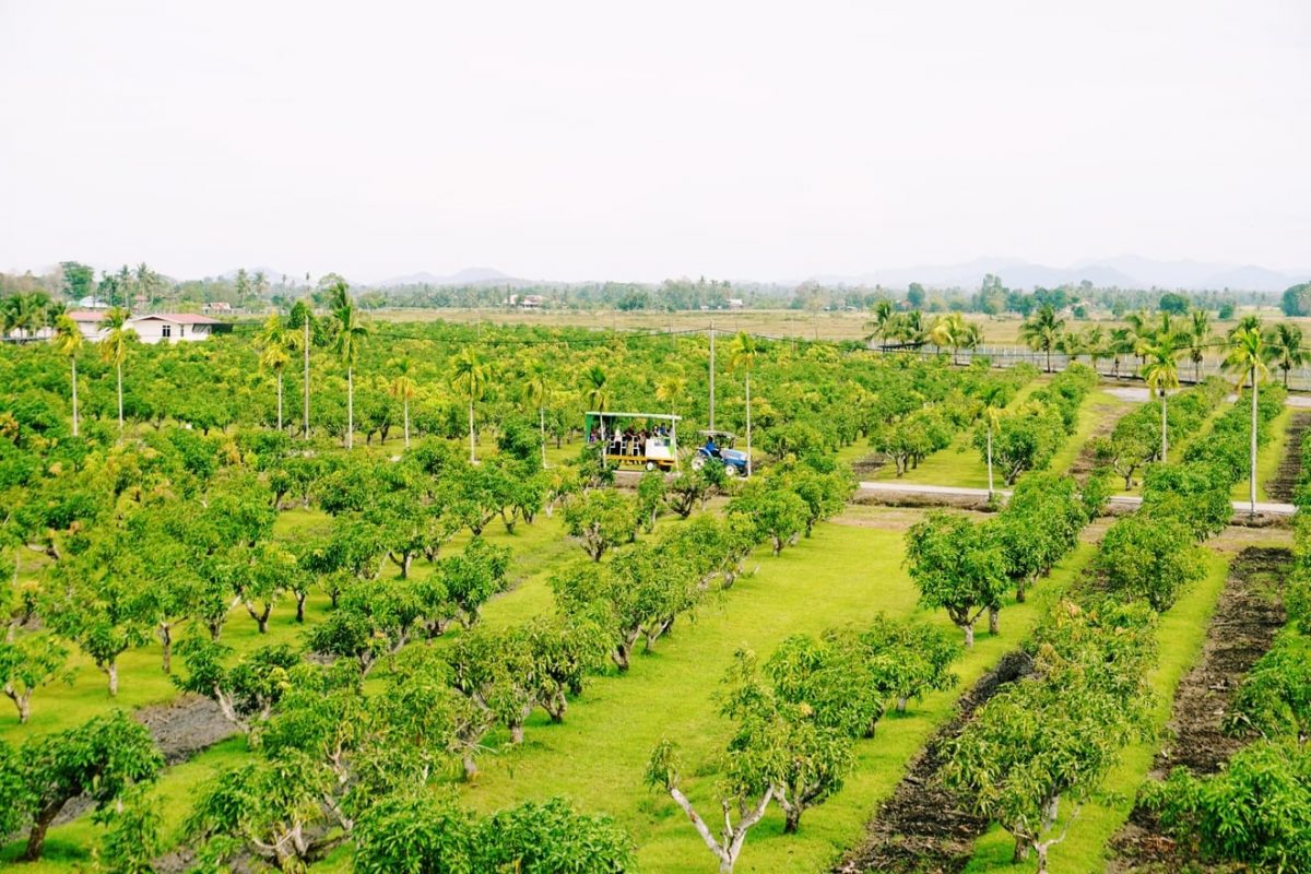 Tobiar Gold at Kampung Tobiar
