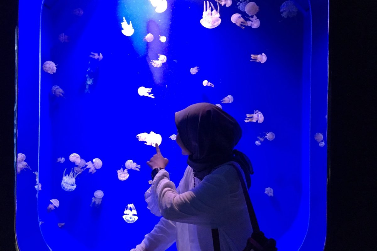 Kamogawa Seaworld