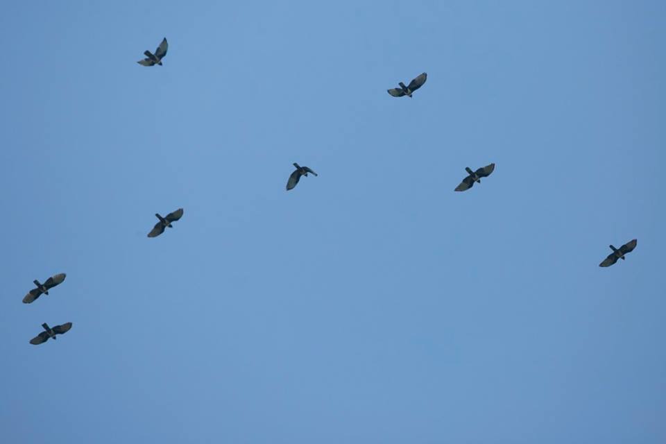 Raptor Watching at Tanjung Tuan