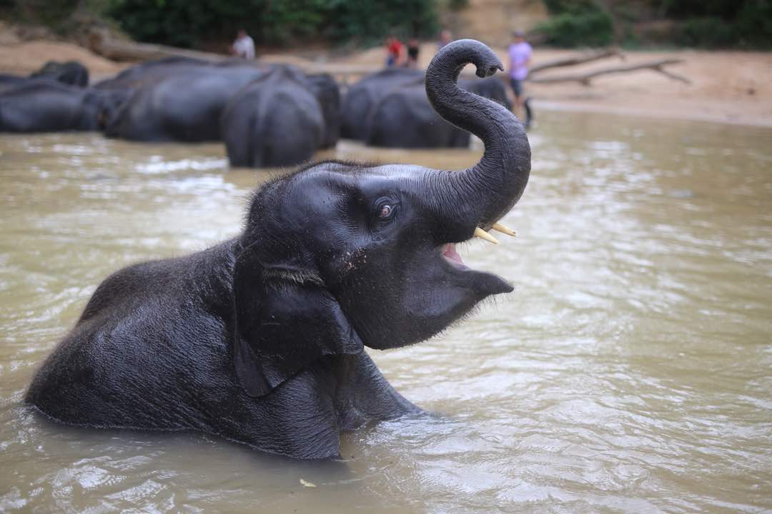 Elephant taking a splash at Kenyir Elephant Conservation Village