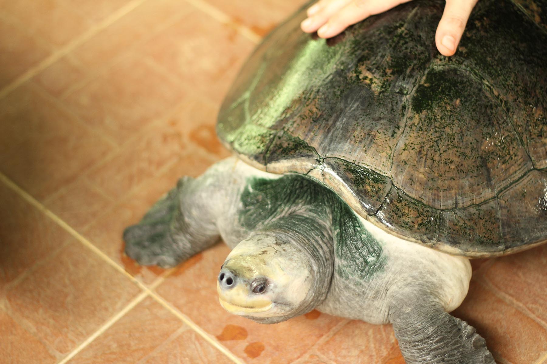 Terrapins are fostered in the conservation centre until they are two year old