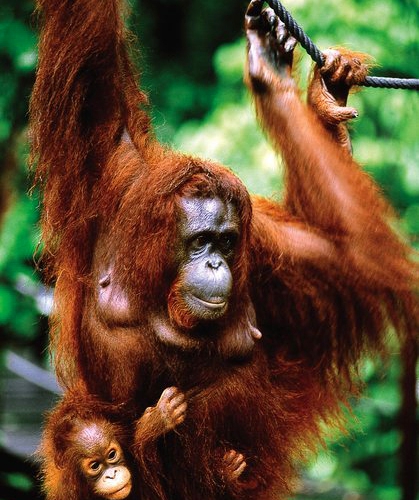 Semengguh National Park