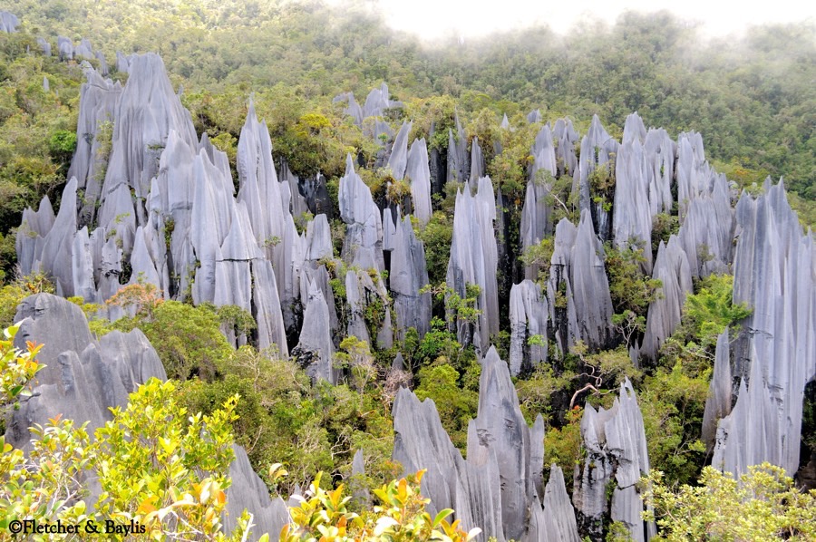 The pinnacles @ Mulu