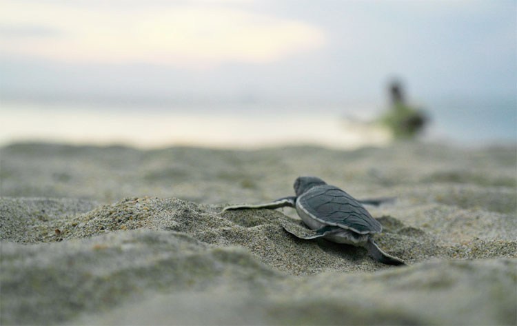 Tanjung Datu National Park