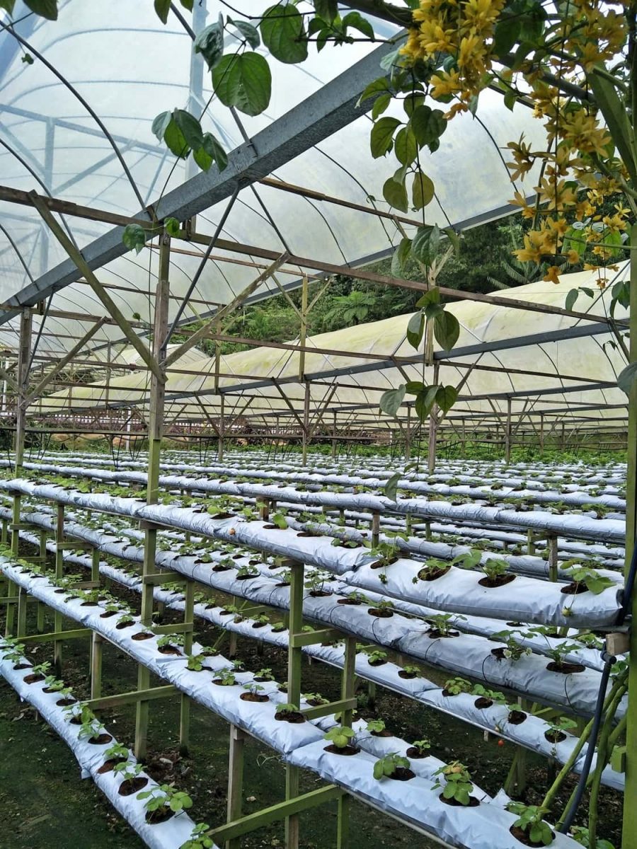 Genting Strawberry Leisure Farm