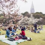 Cherry Blossoms