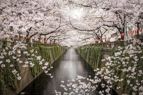 Cherry Blossom