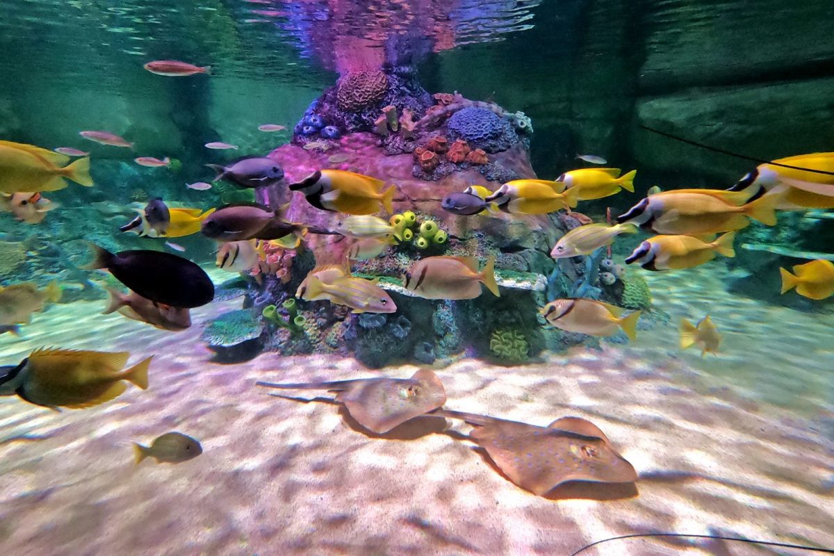 SEA LIFE Malaysia - Gaya Travel Magazine