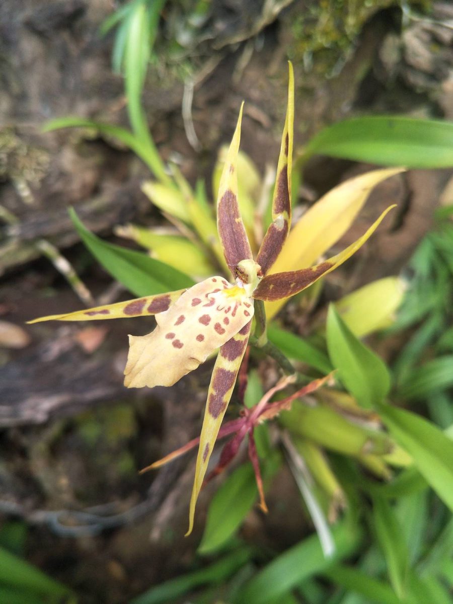 Brassia maculata