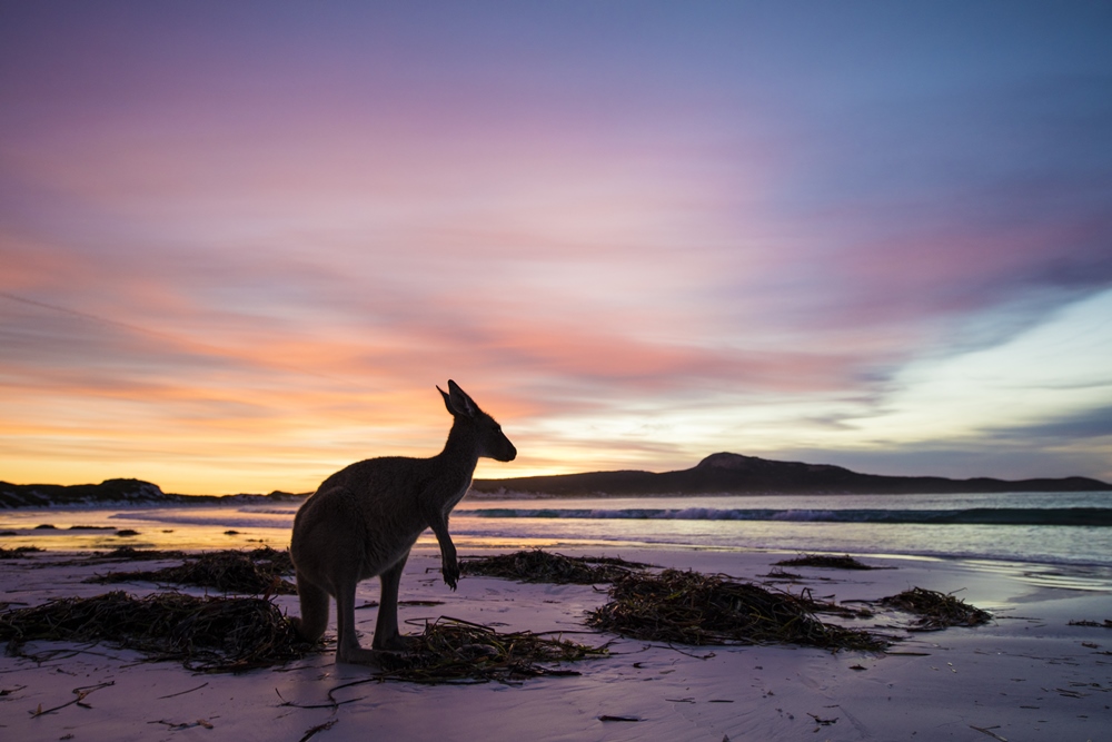 Kangaroo at Lucky Bay, Cape Le Grand National Park. (Picture credit: Tourism Western Australia)