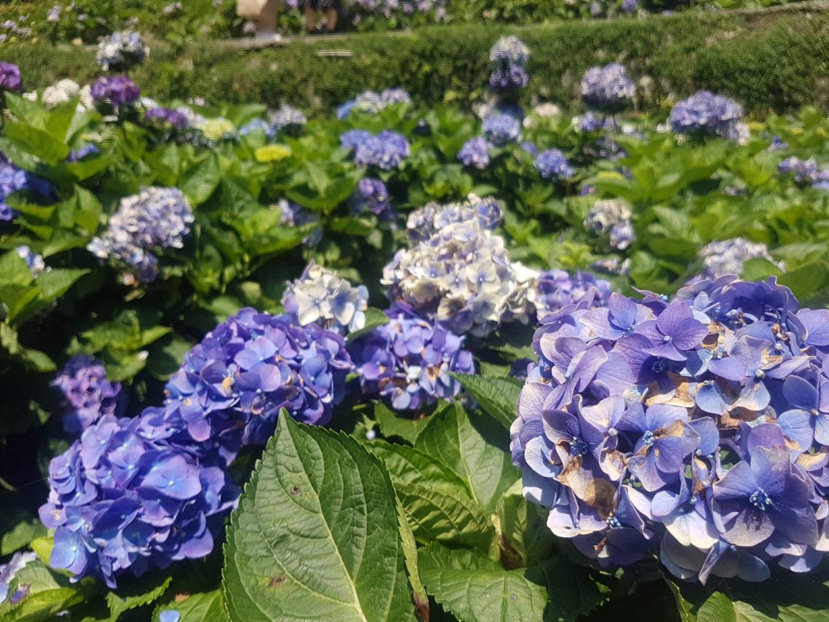 Yangmingshan Hydrangea Festival