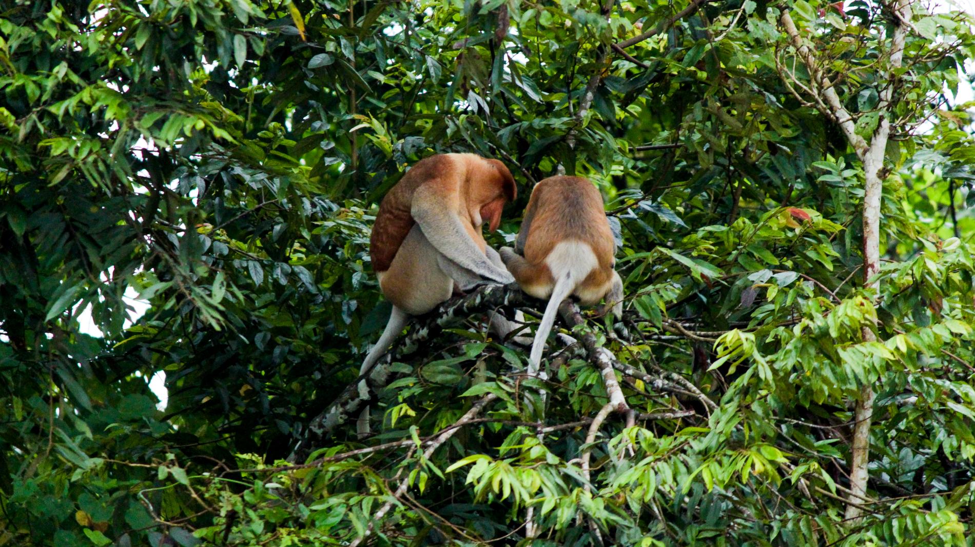 Proboscis Monkey