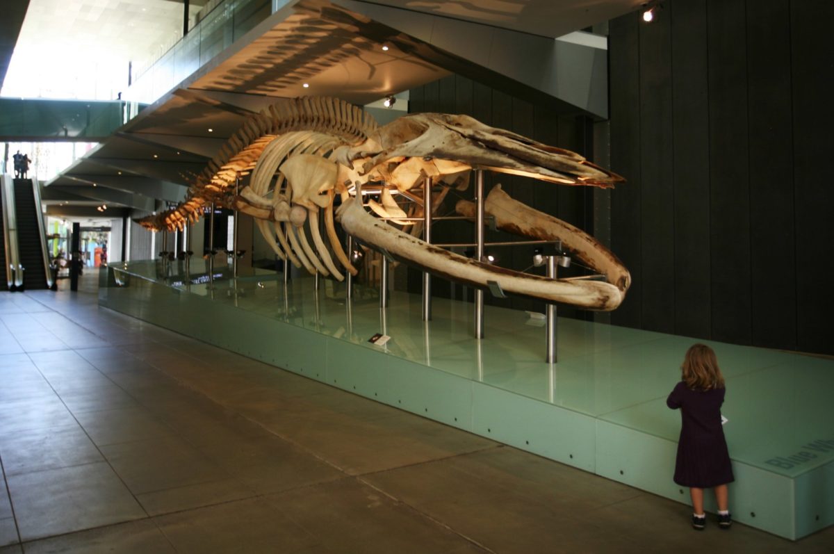 Melbourne Museum