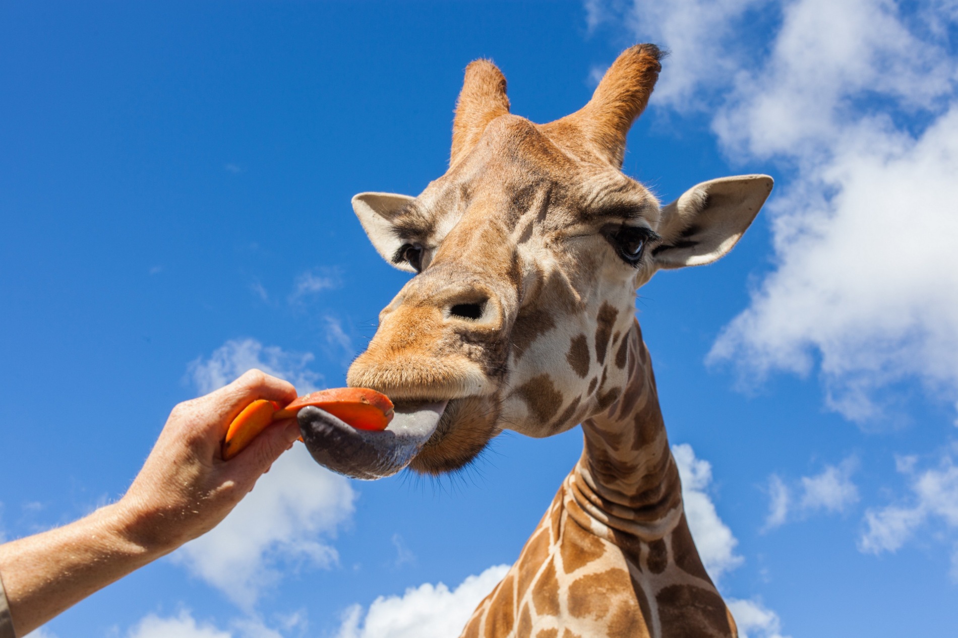 Werribee Open Range Zoo | Zoos Victoria