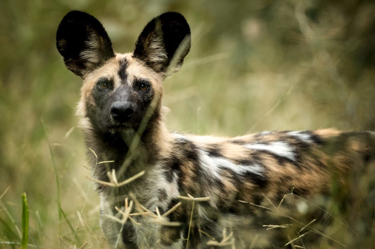 Wild Dog