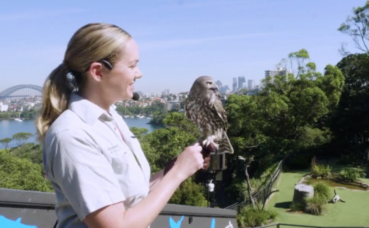 Free-flight birds at Taronga Zoo